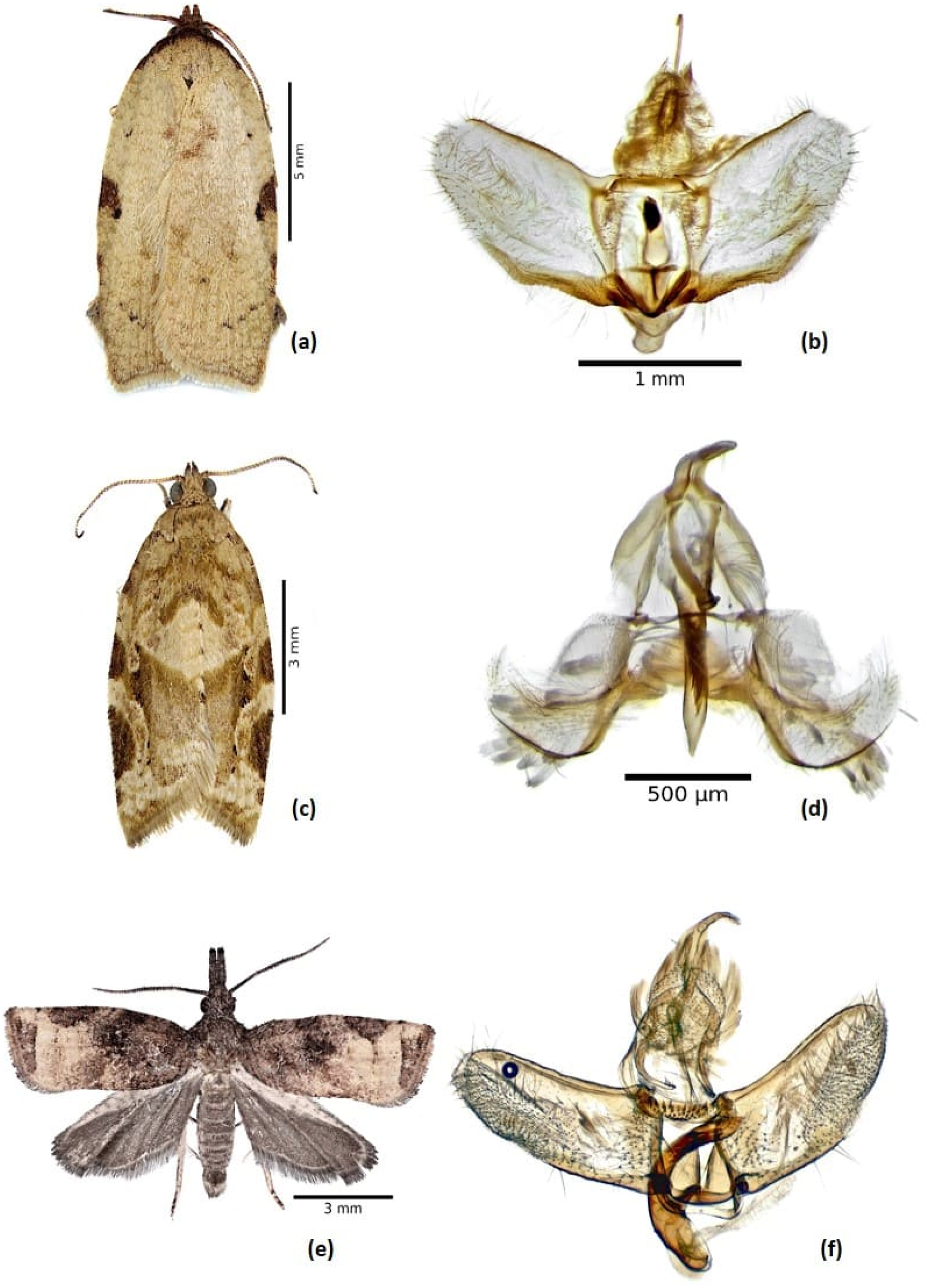 Figure 1:
Tortricid adult male and genitalia. (a, b) Amorbia cuneana; (c, d) Argyrotaenia montezumae; and (e, f) Platynota stultana.
