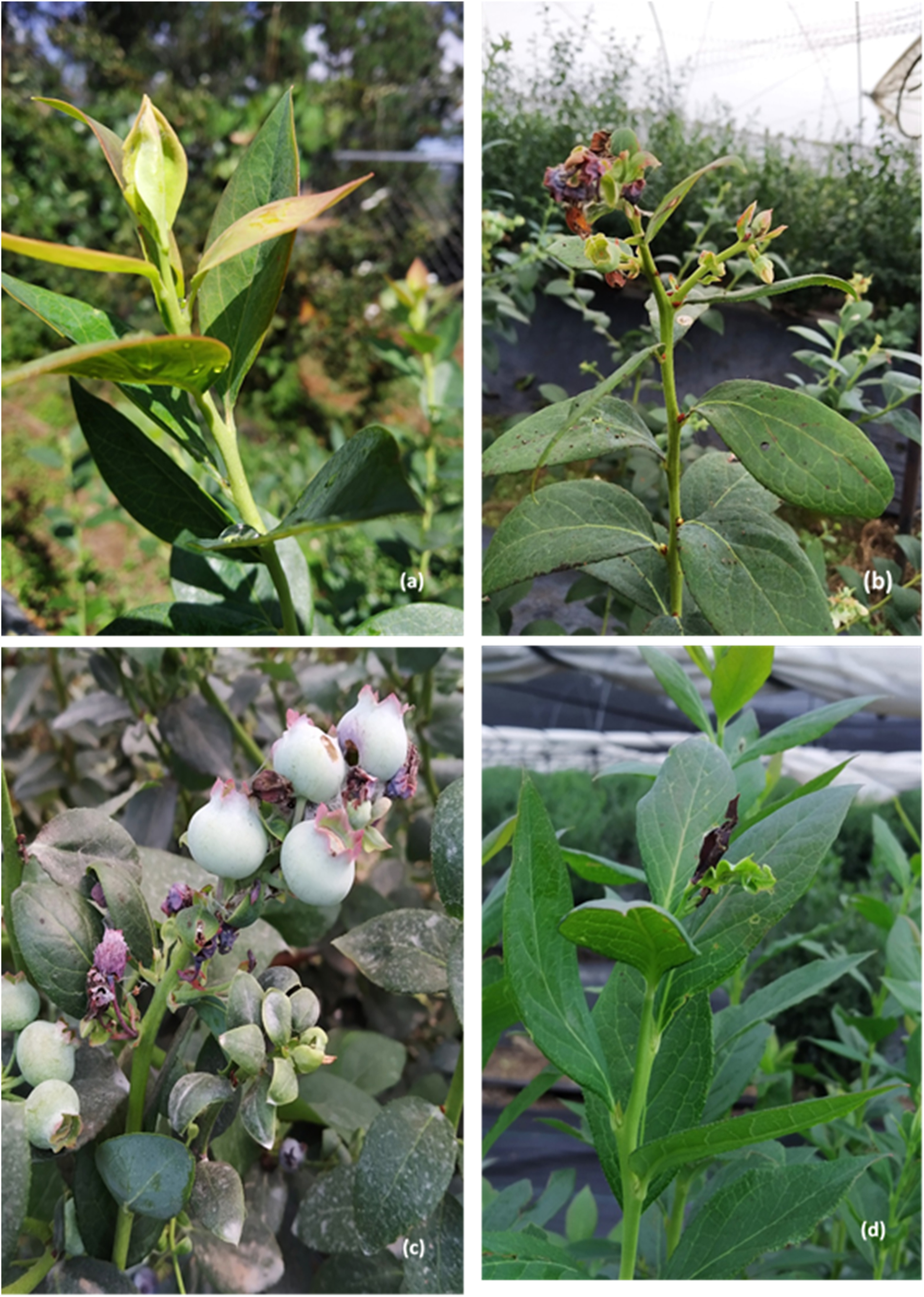 Figure 2:
Tortricid damage in blueberry. (a) Amorbia cuneana rolling apical leaves, (b) floral raceme consumed by Argyrotaenia montezumae, (c) larva feeding on fruits, and (d) apical death caused by Platynota stultana.