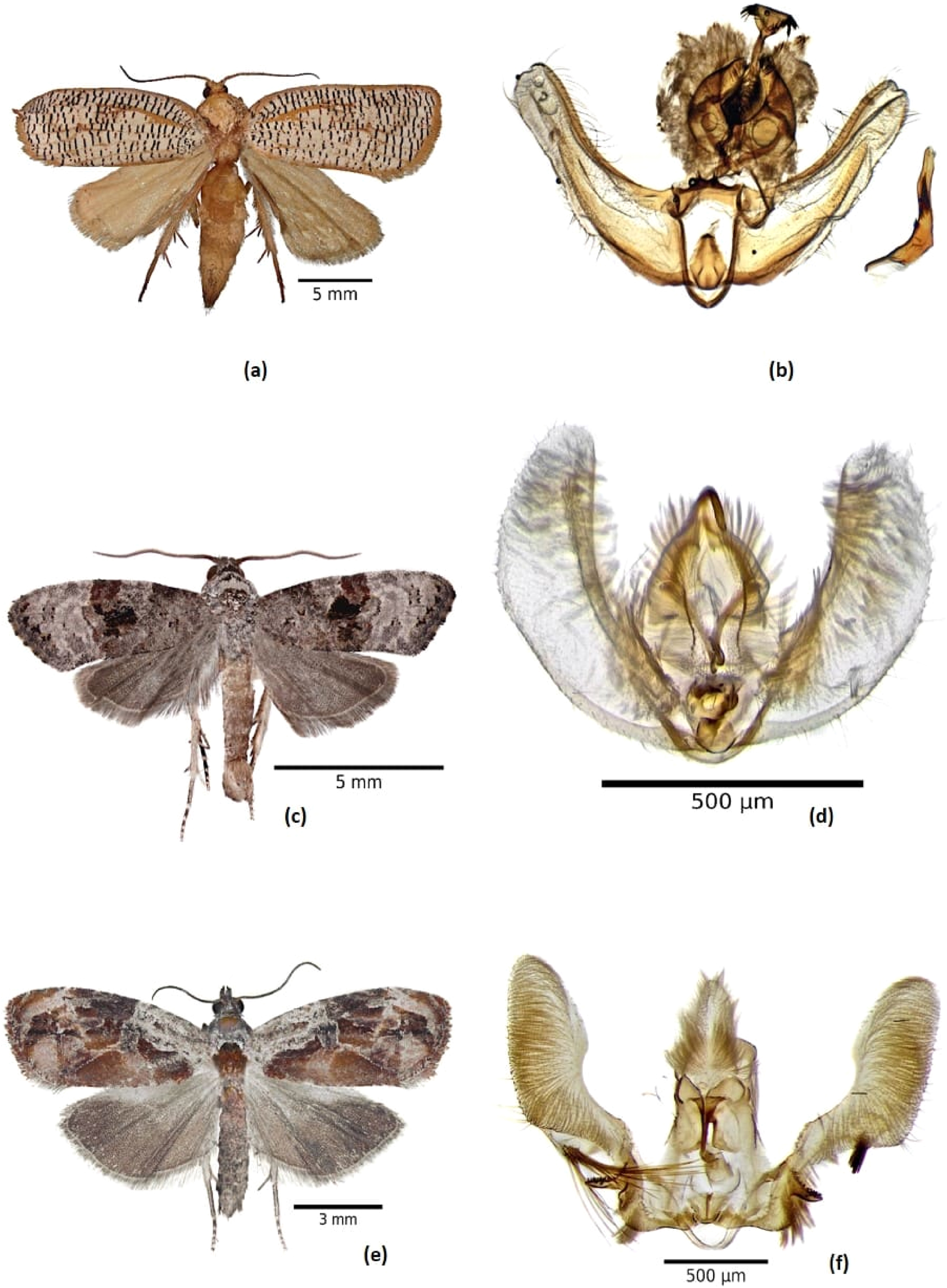 Figure 3:
Male adults and genitalia. (a, b) Templemania sarothrura; (c, d) Bonagota mexicana; and (e, f) Zomaria interruptolineana.