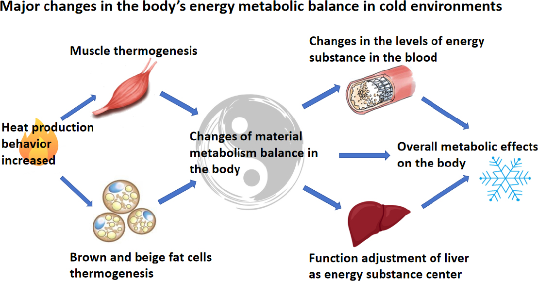 Fig. 2
Major changes in the body’s energy metabolic balance in cold environments