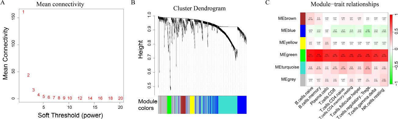 Fig. 2
WGCNA analysis
(A) WGCNA determines optimal threshold; (B) WGCNA hierarchical clustering; (C) Correlation analysis map between gene module and immune cell score.