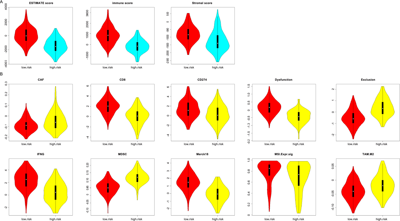 Fig. 6
Immune score differences between the high immune-related gene marker score group and the low immune-related gene marker score group
(A) Difference of immune score from ESTIMATE data resource; (B) Difference of immune score from TIDE data resource.
