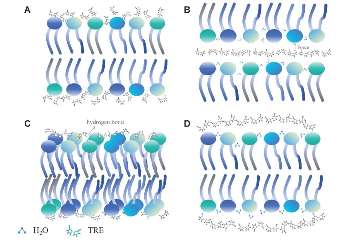 Fig. 1 Cartoon illustration depicting the hypotheses of the protection mechanism by which sugar molecules protect dehydrated cell membranes(A) water replacement hypothesis, (B) hydration force hypothesis, (C) headgroup bridging hypothesis, and (D) vitrification hypothesis.