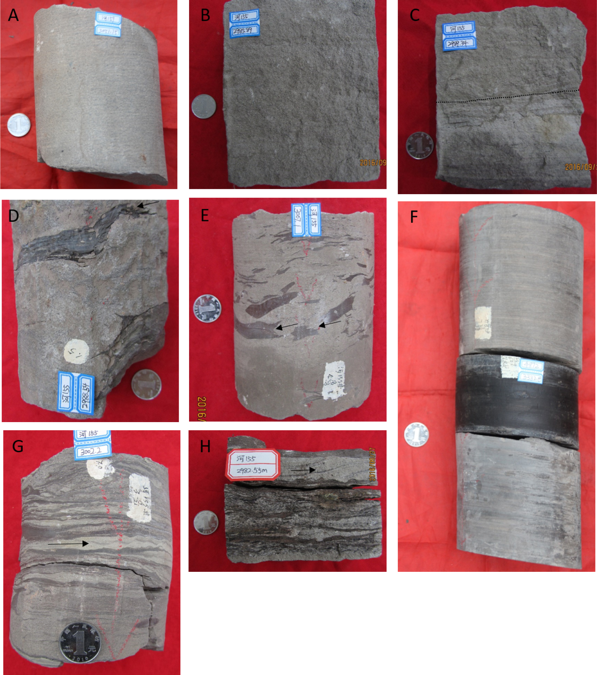 Figure 4 shows different lithofacies with their diagnostic features. (A) and (B) are massive sandstone facies (lithofacies 1); (C) Carbonaceous clast rich sandstone (lithofacies 3) grading into massive sandstone (lithofacies 1); (D) and (E) showing large clasts are floating in muddy sandy matrix, clasts are abraded by surrounding sandy matrix (Black arrows) (lithofacies 2); (F) \Showing parallel lamination, where fine sandstone or siltstone is laminated with gray mud (lithofacies 4); while in the middle is massive dark gray to black hemiplegic mudstone; (G) and (H) inclined imbricated laminae forming duplex-like structures.