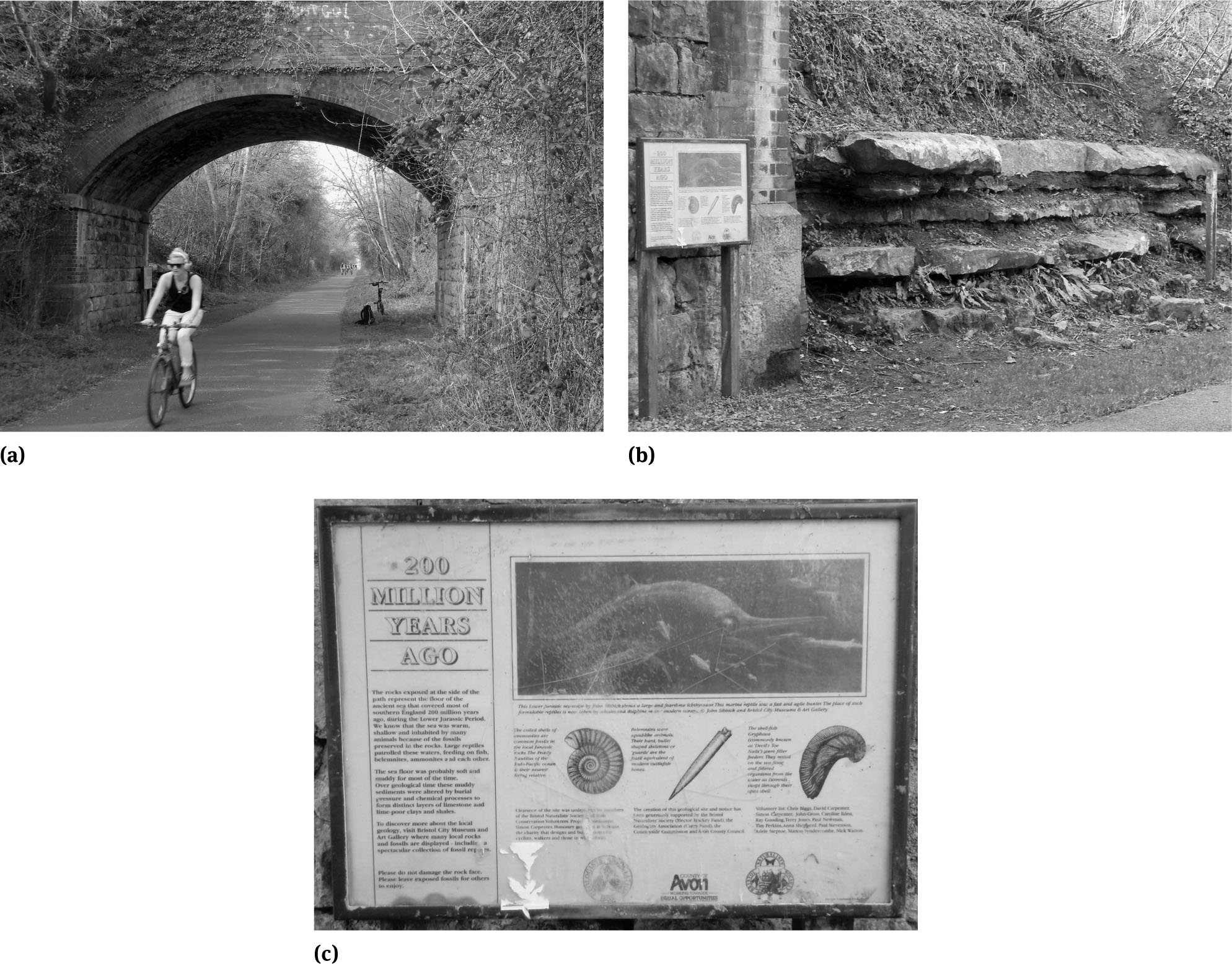 Figure 4 Bristol and Bath Cycle Patha. Interpretative panel – This panel was erected in 1995 at the Saltford bridge exposure of fossiliferous Upper Jurassic Limestones and shales. The leisure cyclist (and the interpretative panel can be seen over her left shoulder) in the foreground is typical of the users of the cycle path. Beneath the bridge can be seen the author’s small-wheel folding bike used for much of the fieldwork underpinning this paper.b. Interpretative Panel – At the Saltford bridge, the panel is placed in front of an exposure of Upper Jurassic limestones and shales with their entombed ammonite fossils. However, because the panel does not face oncoming cyclists most do not notice its presence!c. Interpretative Panel – The panel illustrates the three fossils likely to be found in the local rocks, together with an illustration of an ichthyosaur, and provides some palaeoenvironmental information together with a brief geoconservation message
