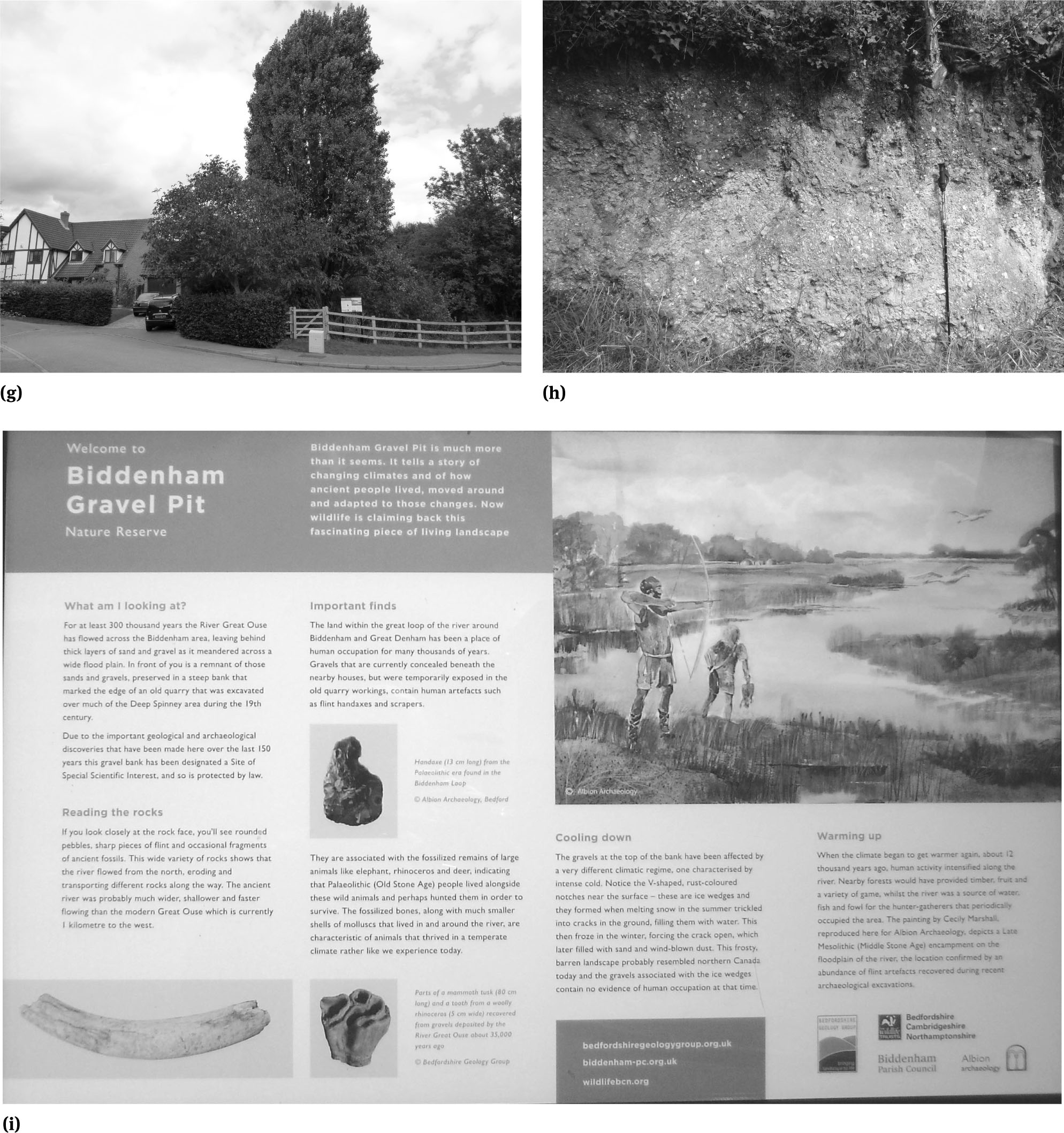 Figure 8 Central Eastern Englandg. Biddenham Pit, the entrance – The entrance to the pit, via a usually locked gate, is to the left of the interpretative panel and off an upmarket private housing estate cul de sac. The pit, in a hollow below the fencing, is somewhat overgrown, a common problem with such Quaternary sites.h. Biddenham Pit, the main face – The gravels at the top of the exposed face show the relict effects of periglacial conditions. The large v-shaped dark notch (top left) is an ice-wedge. Its outline has been preserved by wind-blown sand and dust (loess). The walking pole, used for scale, is 1.2m long. i. Biddenham Pit Geo-Interpretative Panel – The panel is noteworthy for its geoarchaeological theme of river dynamics, the Stone Age and climate change
