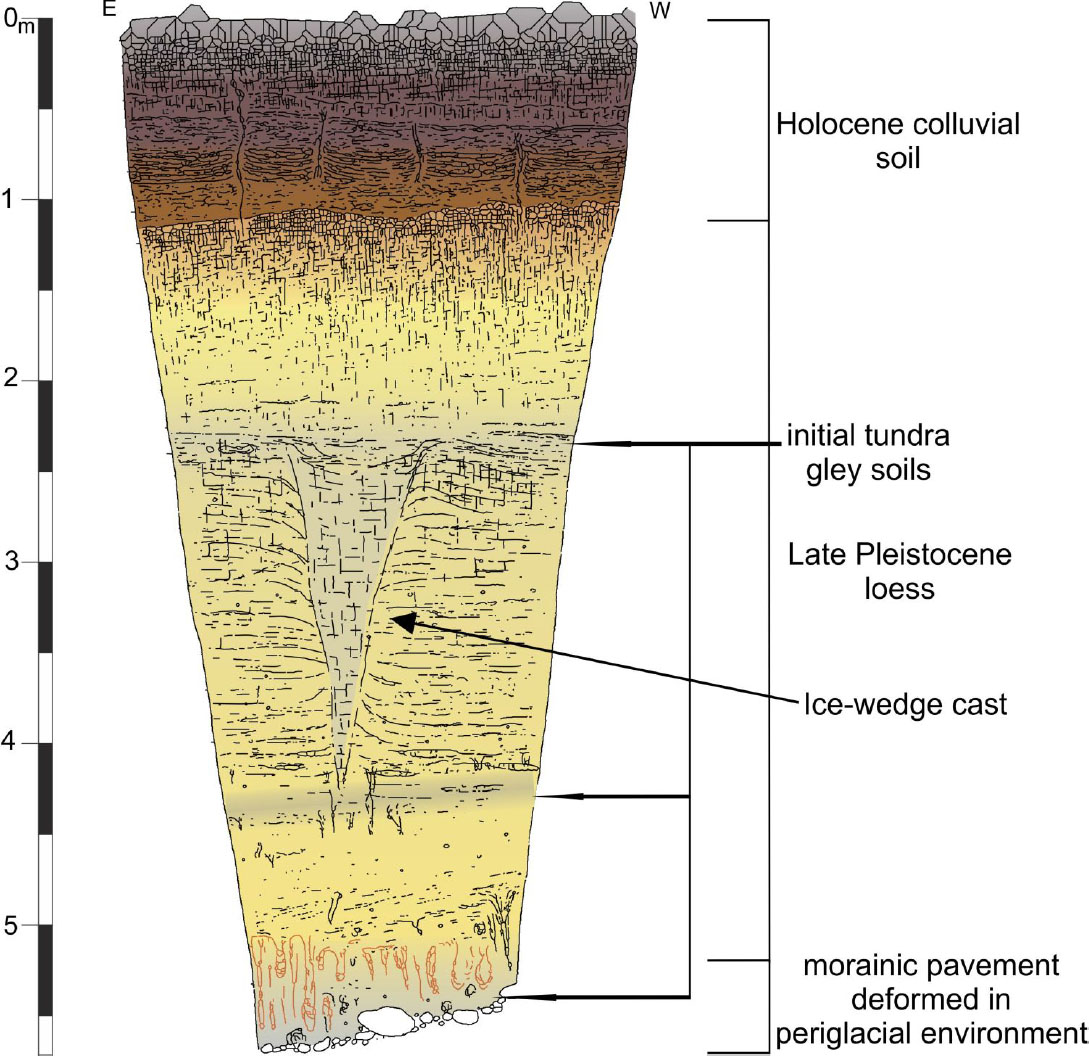 Figure 5 Late Pleistocene loess sequence in Trzebnica quarry (central part of wall shown on figure 3) with initial tundra-gley soils, roots horizons and ice wedge cast. Pleistocene morainic pavement in the floor and colluvial soils in the upper part (20 - modified).