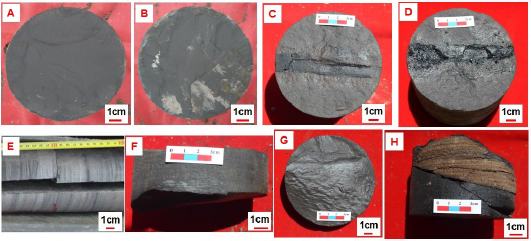 Figure 2 Photos of the core samples used for the gas desorption