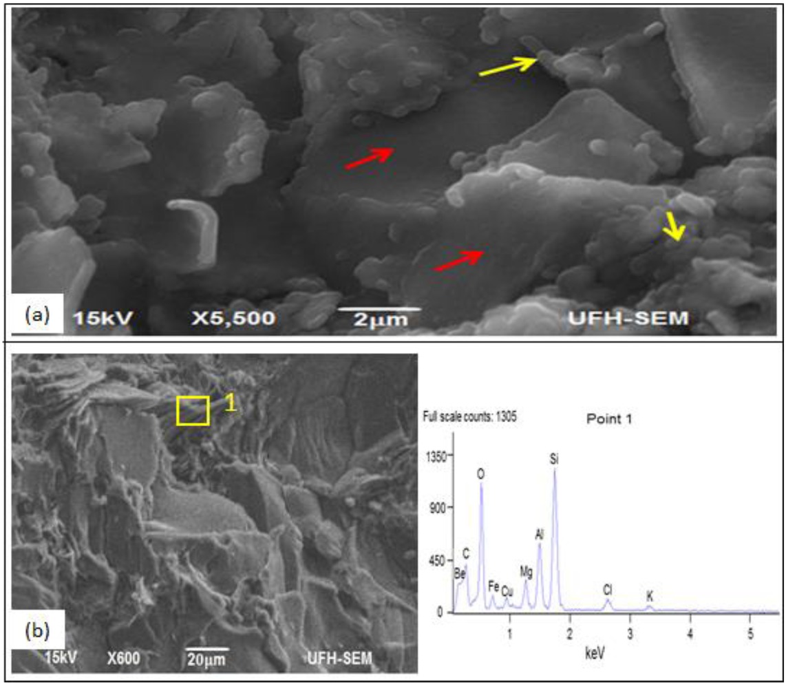 Figure 10 (a) SEM photomicrograph showing illite growth (yellow arrows) on smectite flakes (red arrows) (Sample M3b). (b) SEM photomicrograph showing fabric shaped illite (yellow arrow) and EDX graph showing elemental composition of illite at point 1 (yellow area) (Sample M3b).