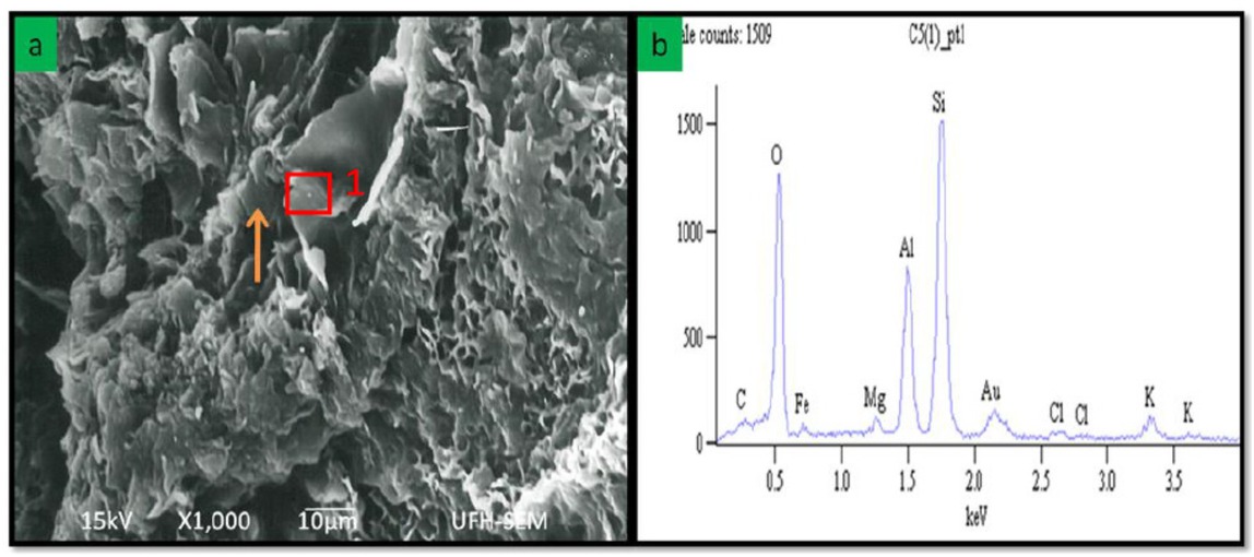 Figure 18 SEM image of sandstone from the Molteno Formation showing (a) Rosette shaped authigenic chlorite growing in previous pore area (orange arrow) (Saple E6c). (b) EDX graph showing elemental composition of authigenic chlorite at point 1 (red area).