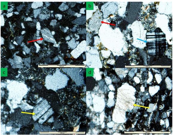 Figure 4 Photomicrograph of feldspar grains showing: (a) K-feldspar grain in the sandstone of the Clarens Formation (red arrow); (b) Microcline (blue arrow) and K-feldspar (red arrow) in the sandstone of the Elliot Formation; (c) Plagioclase (arrow) in the sandstone of the Molteno Formation; (d) K-feldspar grain partially albitized in the sandstone of the Clarens Formation.