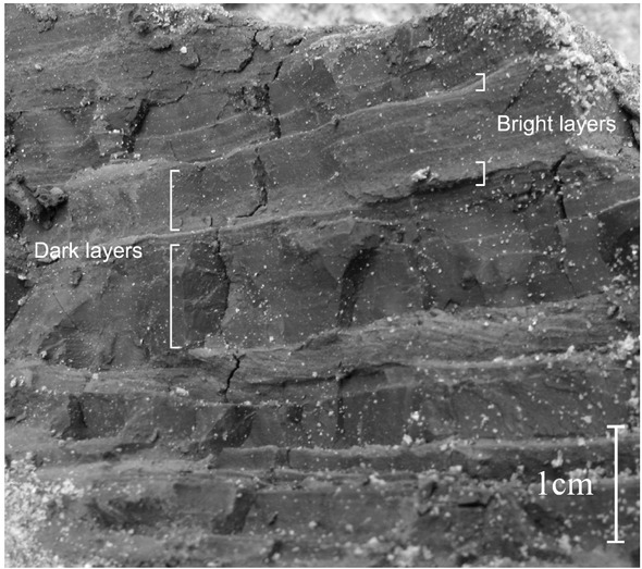 Figure 3 Varved clay.