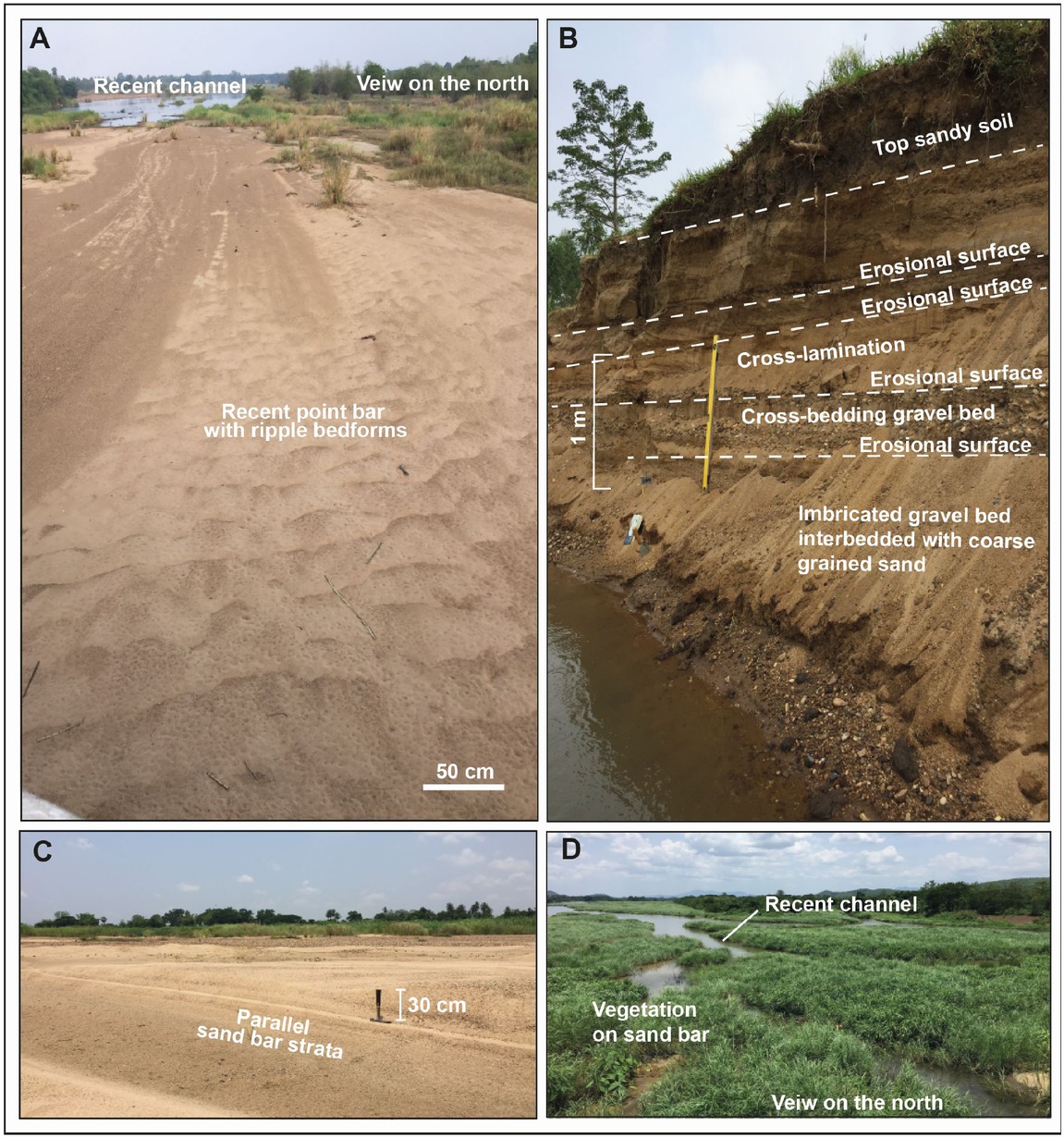 Figure 10 (A) Ripple mark bedforms on sand bar surface, (B) three meters thick of eroded sand bar deposit showing cobble and pebble beds interbedded with cross-bedding gravel bed and overlain by cross-bedding sand, (C) parallel sand bar strata (hammer as scale, view is on the west) and (D) modern vegetarian encroachment on sand bar (view is on the north).