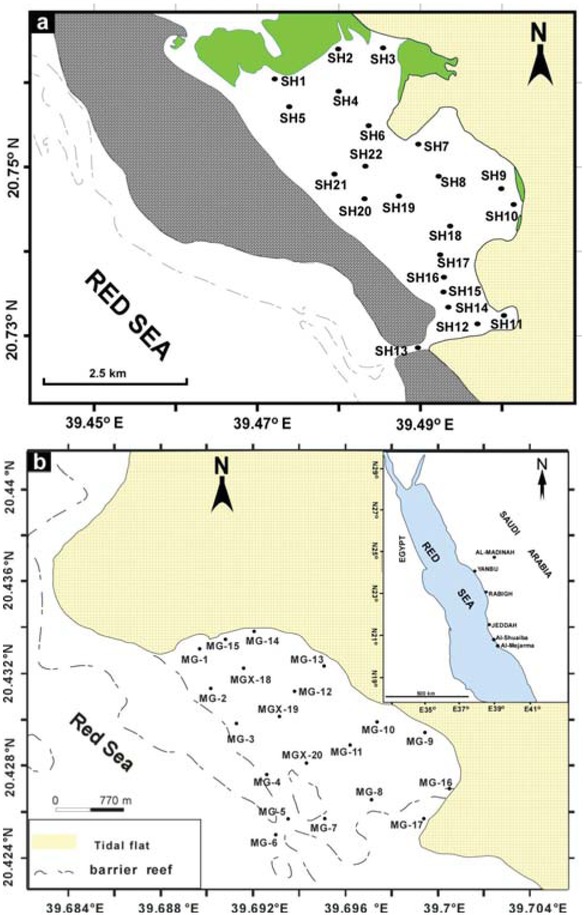 Figure 1 Locations of Al-Shuaiba (a) and Al-Mejarma (b) lagoons and the sampling sites.