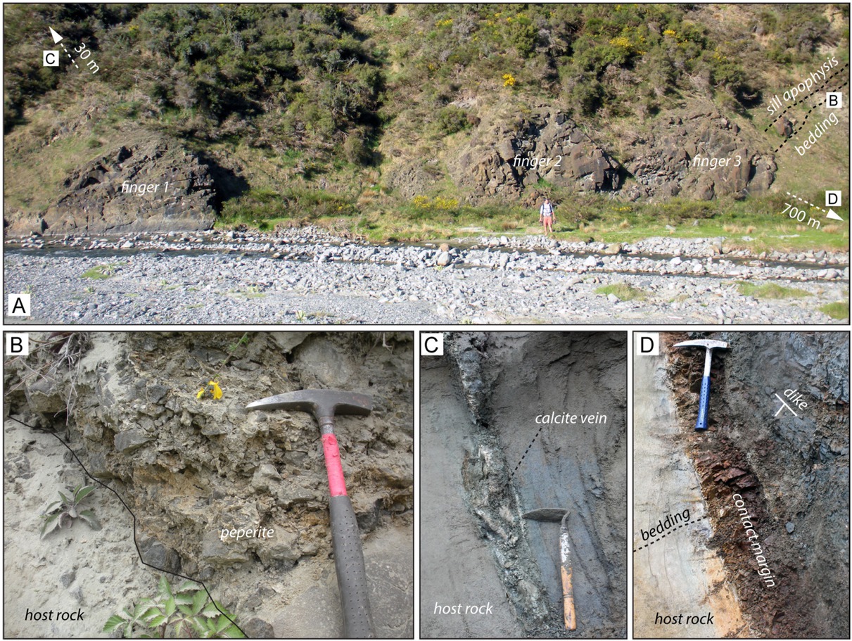 Figure 9 Photographs of potential analogue dikes outcropping in the Canterbury Basin. Intrusions have different patterns and products according to their depth of emplacement. At deeper levels, dikes show sharp contacts and little branching into enclosing sediments (D), while at shallower levels, they show magma finger terminations and a number of thin apophysis with peperitic borders. Thirty meters above the shallower intrusions, calcite veins (C) suggest migration of fluids up-sequence.