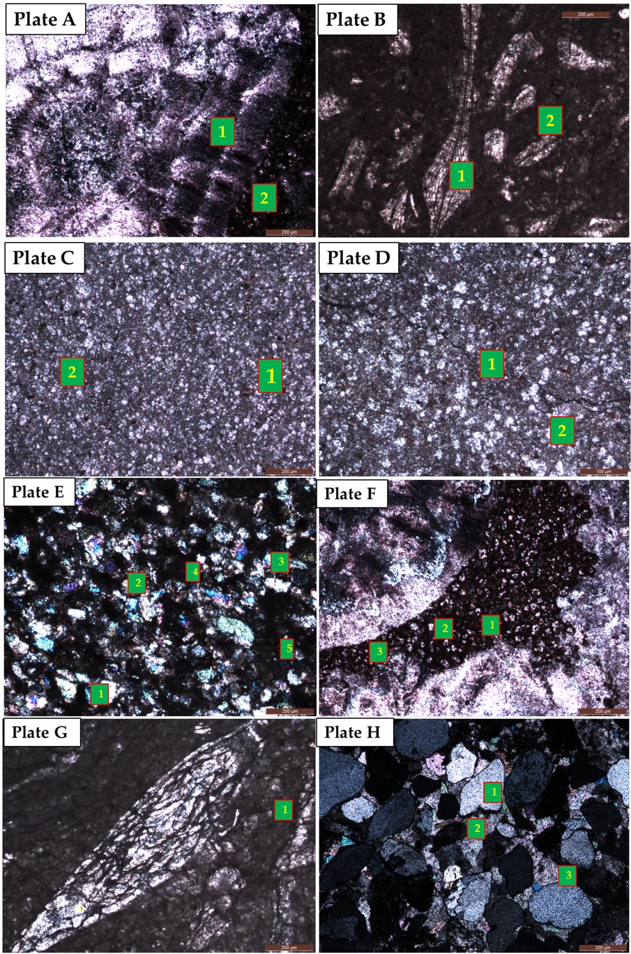 Figure 6 Thin section photomicrograph displays the petrographical description of carbonate rocks showing: [Plate A] point 1 displays the Nummulite and point 2 is Dolomite Rhomb. [Plate B] displays Discocyclina at point 1 and point 2 is the Peloidal Micrite. [Plate C] shows at point 1 are the Mg-Rich Dolomite crystal and at 2 is the Fe-Rich Dolomite crystal. [Plate D] the image shows the micro crack, fracture filled with carbonaceous material; and the point 2 displays the Calcisphere. [Plate E] observations are as 1, 2, 3, Quartz Crystals; 4, Micrite and point 5 is the Fe-Rich Dolomite Crystal. [Plate F] inside the image points 1, 2, 3, are the dolomite crystals surrounded by washed Nummulite walls. [Plate G] image displays the fractured Nummulite at the center surrounded by fine micrite mud. [Plate H] shows the Quartz crystal with calcite cement surrounded by coarse micrite mud. The scale bar = 20μm.