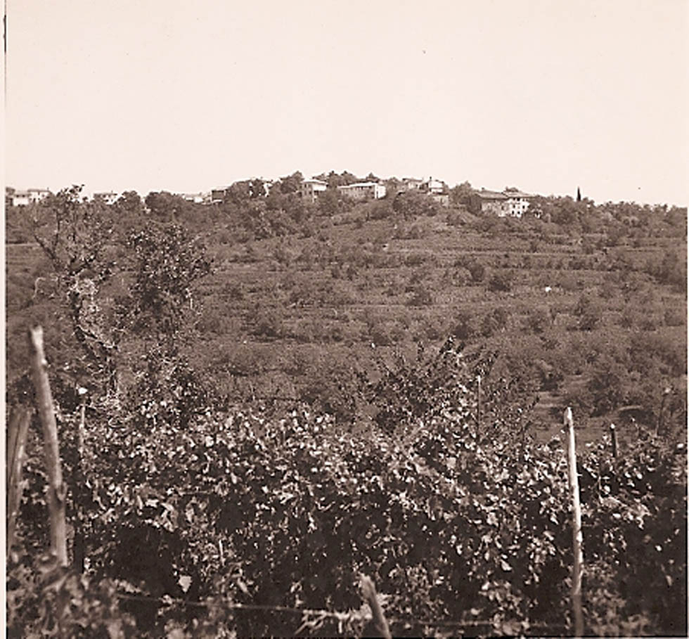 Figure 4 Brajdas featuring mixed cultivation in 1958 (photo collection Goriški muzej).