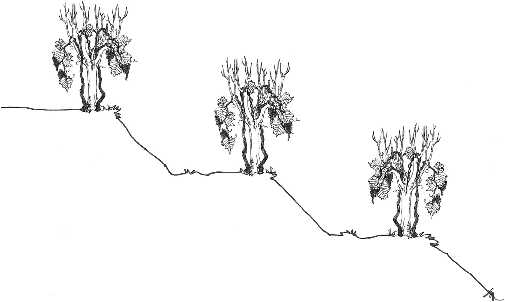 Figure 6 Reconstruction of the nineteenth-century system of terraces with the position of vines (author Nataša Gregorič MFA – Master Fine Arts).