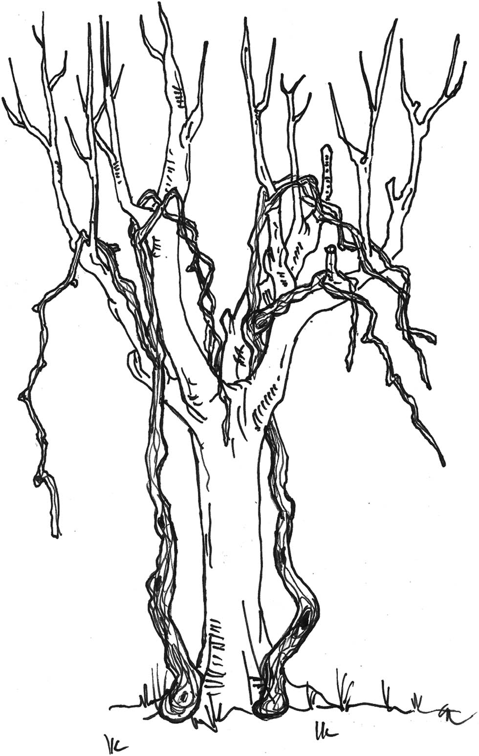 Figure 7 Reconstruction of vine training system in the Gorica Hills in the nineteenth century (author Nataša Gregorič MFA – Master Fine Arts).