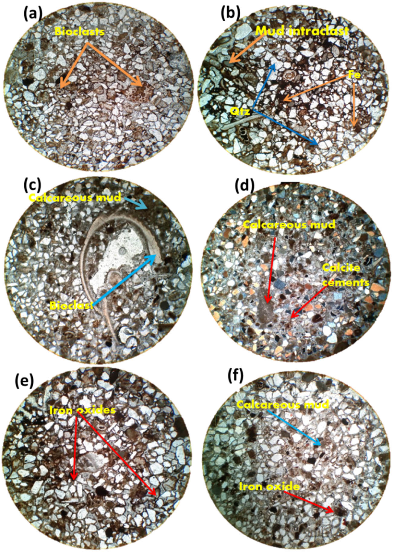 Figure 3 
                  Thin-section photomicrograph of Nari Formation sandstones showing diagenetic features: (a) Bioclasts. (b) Mud interclasts along with iron oxides among quartz grains. (c) Calcareous mud and bioclasts are shown. (d) Calcite cements and calcareous muds are visible from the image. (d) Iron oxides coating quartz grains are visible from the image. (f) Calcerous muds and iron oxides are shown.
               