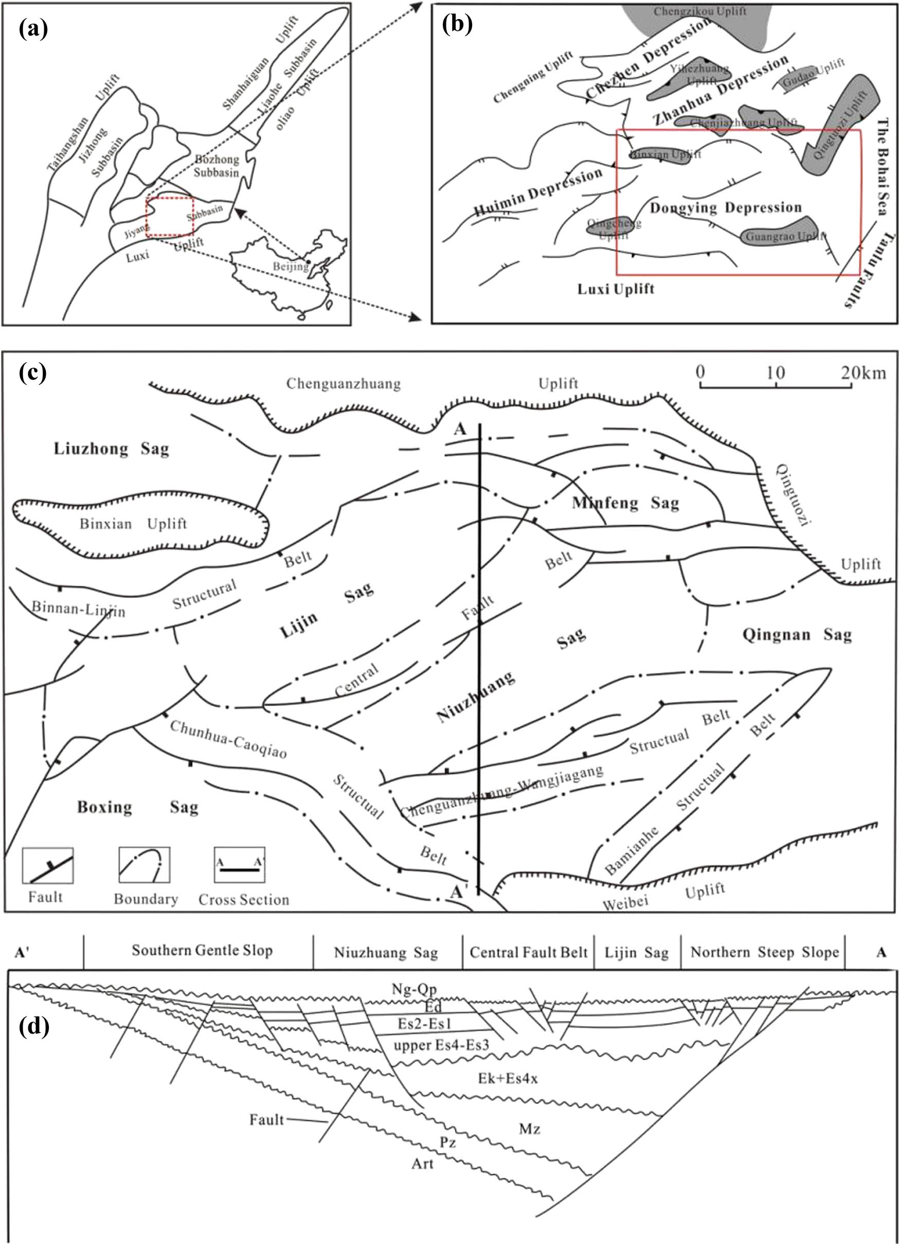 Figure 1 
               (a) Structural map of Bohai Bay Basin. (b) Tectonic setting of the Jiyang Depression. (c) Tectonic setting of Dongying Sag and the locations of sections AA′. (d) Cross section of sections AA′ showing the tectonostructural zones within Dongying Sag.
            