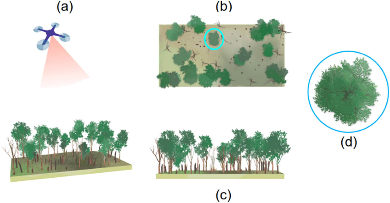 Figure 2
Graphical illustration of ITD; (a) drone survey on a forest, (b) top view of the forest, (c) side view of the forest, and (d) top view of a treetop; herein, top view images resemble what we would observe in a UAV-captured imagery.