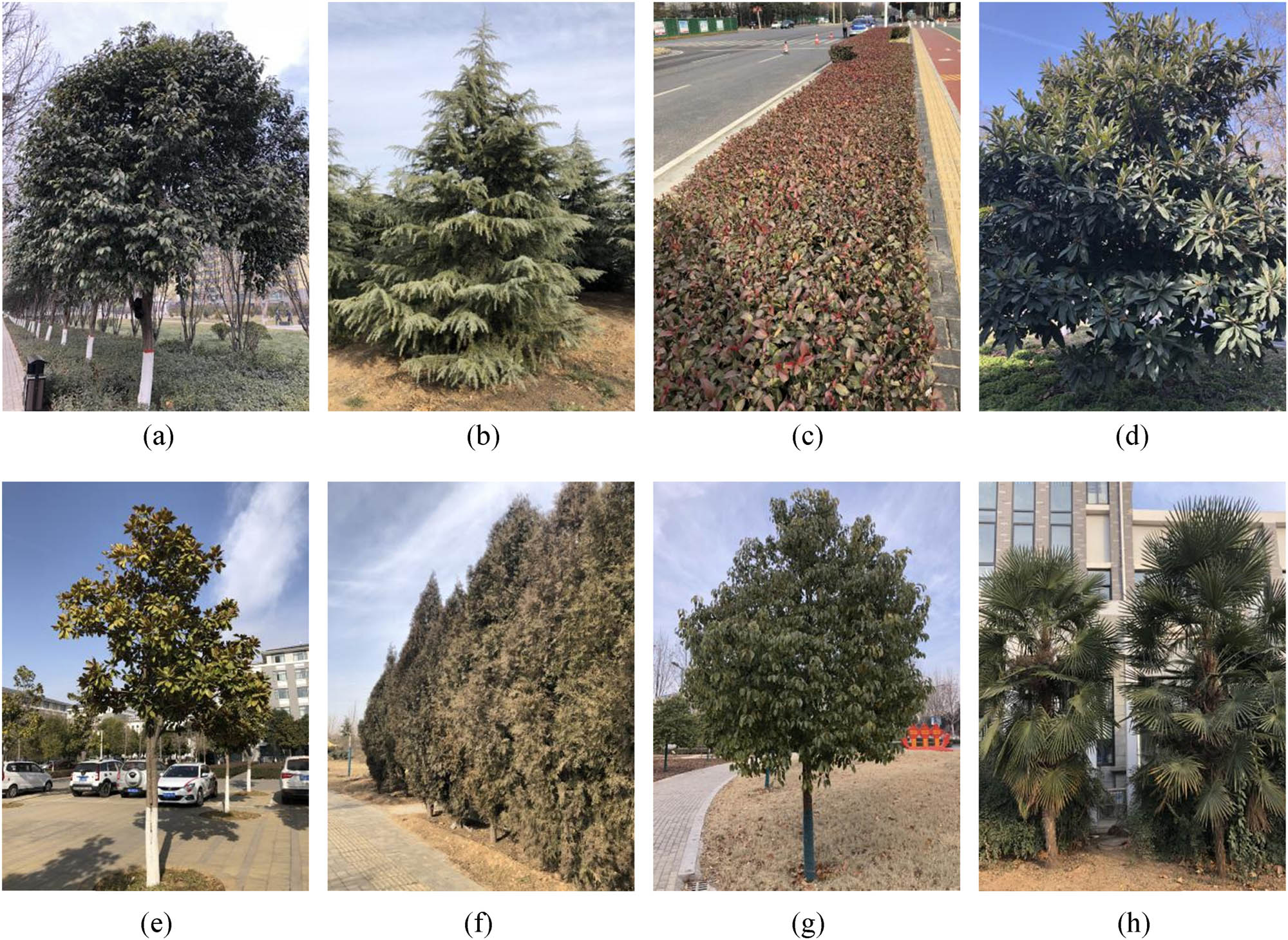 Figure 2 
                  Images of eight kinds of tree species that were captured on 2 January 2021. (a) Ligustrum lucidum, (b) Cedrus deodara, (c) Ligustrum lucidum, (d) Eriobotrya japonica, (e) Magnolia grandiflora, (f) Platycladus orientalis, (g) Cinnamomum camphora and (h) Trachycarpus fortune.
               