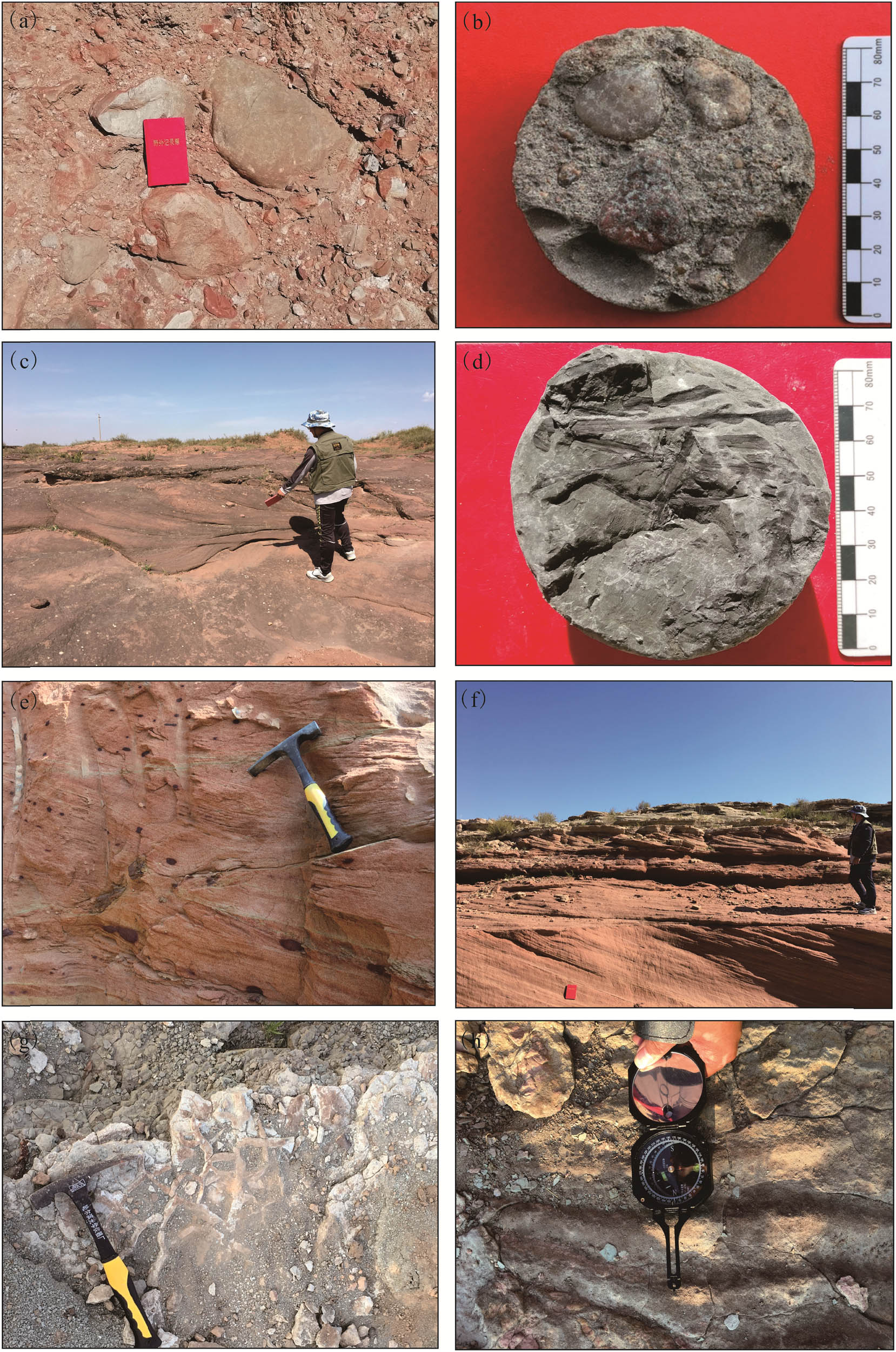 Figure 4 
                     Field outcrop photos of Early Cretaceous layers in Northwest Ordos Basin: (a) alluvial fan conglomerate of Luohe Formation in the western margin, (b) glutenite of Luohe Formation in well ZKW2019-1, (c) variegated sandstone of Huachi-Huanhe Formation with trough bedding, (d) plant debris in the lower part of Huachi-Huanhe Formation in well ZKW2019-1, (e) variegated aeolian sandstone of Luohandong Formation in Otog Qi, with large crossbedding, purple mud gravel, and calcareous nodules visible, (f) purple red sandstone of Luohandong Formation in Xinzhao Sumu, with large aeolian crossbedding, (g) variegated mudstone with mud cracks of Jingchuan Formation in Shuang Obo, Otog Qi, and (h) grey sandstone with ripples of Jingchuan Formation in Shuang Oboo, Otog Qi.
                  