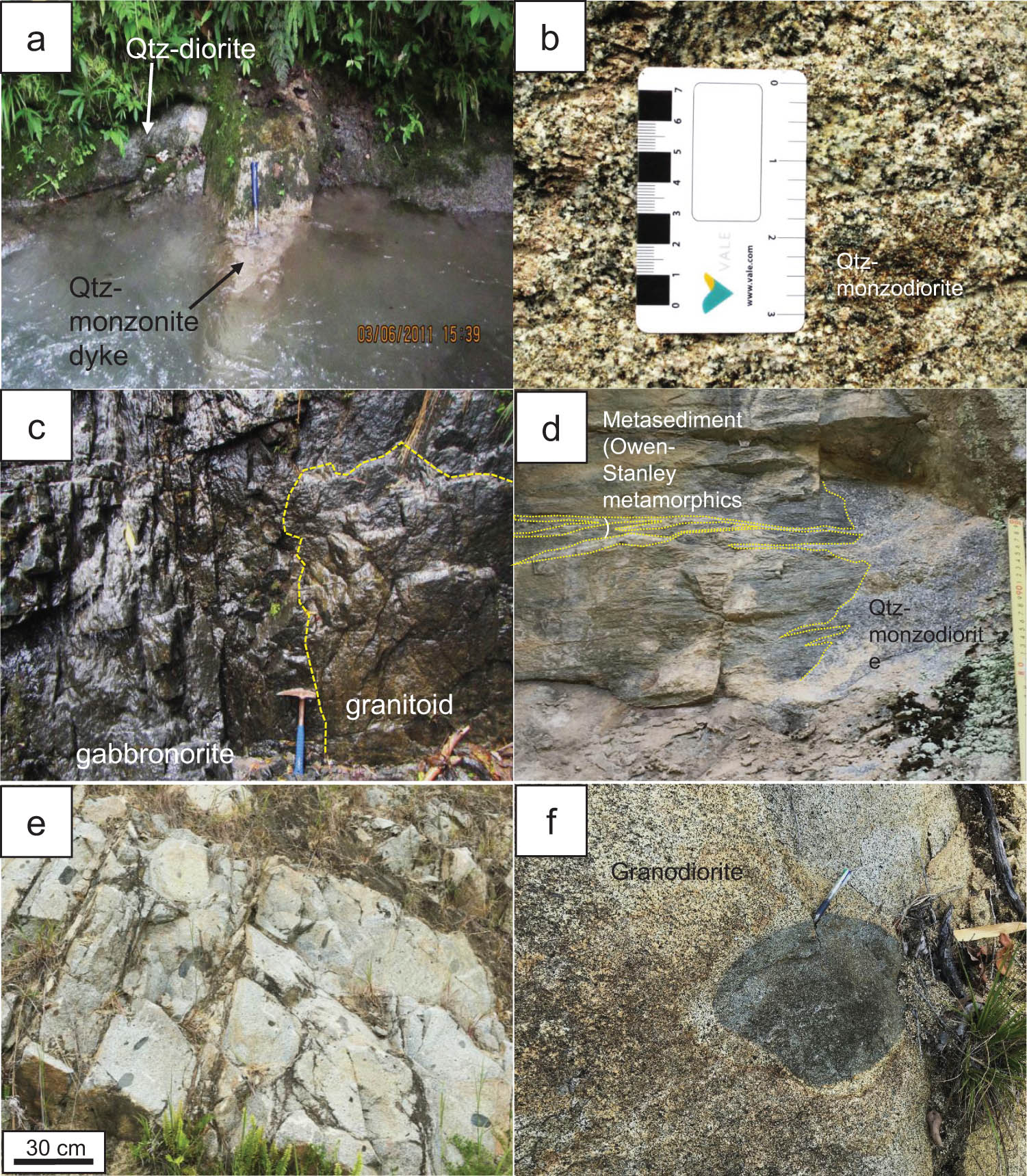 Figure 2 
               Outcrop photos of the Morobe Granodiorite. (a) A quartz monzonite dyke intruding into the quartz diorite (sample No. 100070). (b) The close-up of the quartz monzodiorite (sample No. 100034). (c) The contact between the gabbronorite (sample No. 102818) and the host granitoid. (d) The contact between the quartz monzodiorite (sample No. 102805) and country rocks (Owen Stanley Metamorphics). The veinlets of quartz monzodiorite occur along the foliations of the country rocks. (e) MMEs in the Morobe Granodiorite. (f) MME in the host granodiorite (sample No. 102812).
            