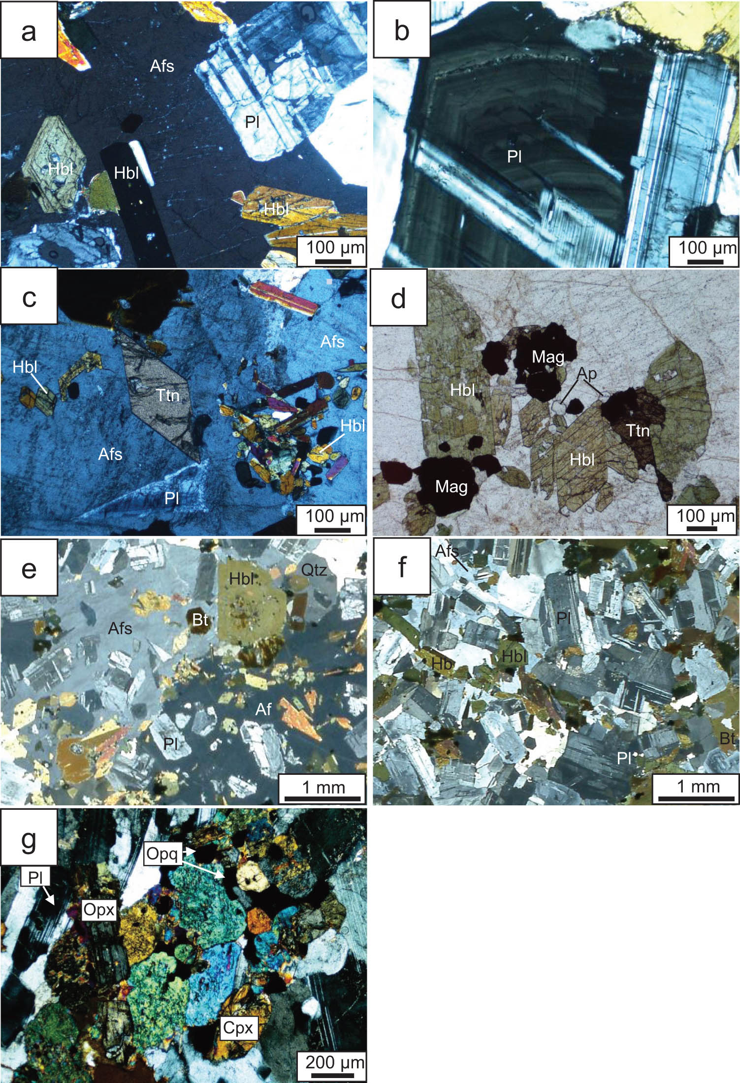 Figure 3 
                  Photomicrographs of the Morobe Granodiorite. (a) Quartz monzodiorite (sample No. 100034). Euhedral plagioclase and hornblende are included in a large anhedral alkali feldspar. (b) Quartz diorite (sample No. 100070). Large plagioclase shows distinct oscillatory zoning. (c) A euhedral titanite crystal in a quartz monzodiorite (sample No. 100034). (d) Accessory apatite and titanite occur with magnetite and hornblende in a granodiorite (sample No. 100017). (e) Poikilitic texture with large alkali feldspar containing hornblende, plagioclase, biotite, and opaque minerals (sample No. 100034). (f) Cumulus texture mainly consists of hornblende and plagioclase. Anhedral alkali feldspar and biotite occur as interstitial phases (sample No. 100070). (g) Gabbronorite is composed of two pyroxenes, plagioclase and opaque minerals (sample No. 102817). Pl: plagioclase, Afs: alkali feldspar, Hbl: hornblende, Ttn: titanite, Mag: magnetite, Ap: apatite, Bt: biotite, Opx: orthopyroxene, Cpx: clinopyroxene, Opq: opaque minerals.
               