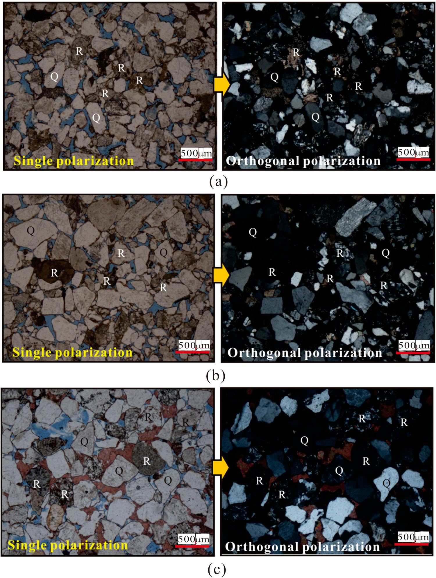 Figure 4 
                  Reservoir sandstone type of K1bs formation in S3-1 block. (a) Well S3-1, 5033.57 m, cast thin section. Medium-fine-grained lithic sandstone, with medium particle sorting. The rock debris content is relatively high, which is mainly quartz siltstone debris, metamorphic quartzite debris, and granite debris. The primary intergranular pores are well preserved, and a small part is filled with early calcareous cement. In addition, a small amount of intergranular dissolution pores can be seen. (b) Well S3-1, 5043.87 m, cast thin section. Fine-medium-grained lithic sandstone, with poor particle sorting. The rock debris are mainly quartz sandstone debris, quartz siltstone debris, and granite debris. Weak chlorite rim cementation can be seen at the edges of some particles. Primary intergranular pores were well preserved. (c) Well S3-9, 5050.57 m, cast thin section. Fine-grained lithic quartz sandstone, with good particle sorting. A large number of primary intergranular pores and intergranular dissolution pores can be seen under the microscope, some of which are filled with calcareous cement, and a small amount of micro-cracks can also be seen. R, rock debris; Q, quartz.
               