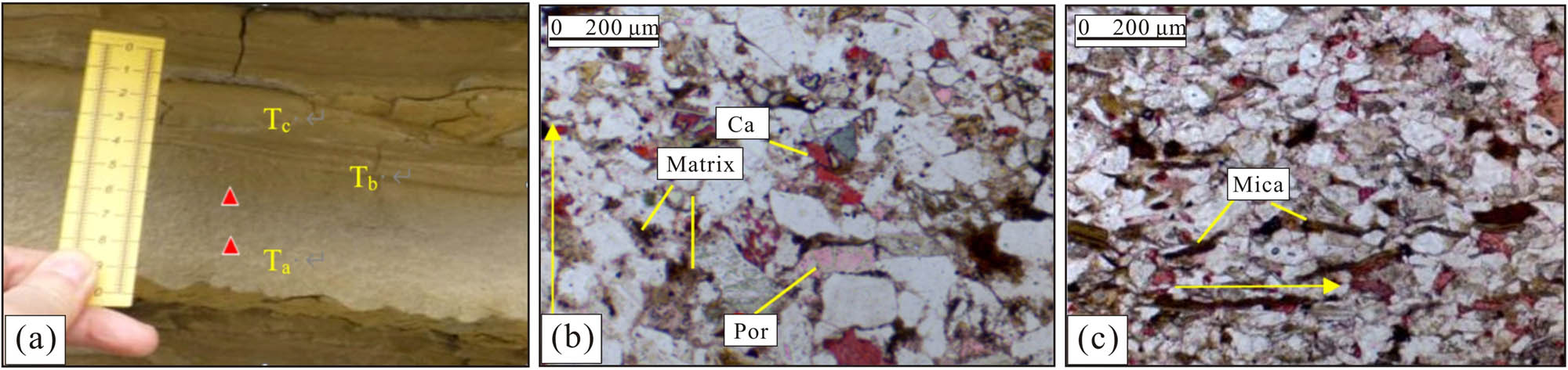 Figure 10 
                     Images of thin sections of typical turbidity deposits. Notes: (a) Turbidity sand body in Shanshuihe area. The complete Bouma sequences developed in Ta, Tb, and Tc segments. (b) In the Ta segment, the oriented thin sections have visible grain sequence bedding and a few pores are developed. (c) Tb segment, slightly oriented arrangement, and its surface porosity are very low.
                  