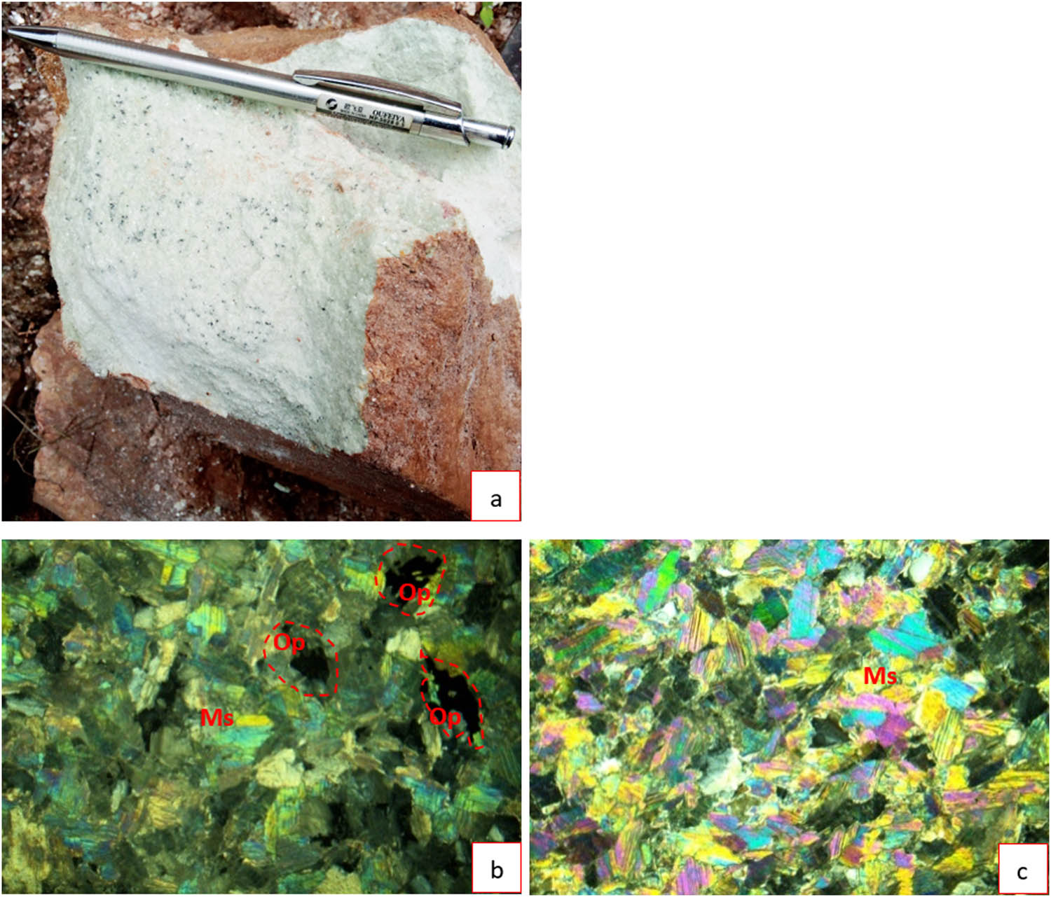 Figure 5 
                  (a) Hand specimen of greisen, the black spots could be Nb–Ta group minerals; photomicrographs of greisen showing: (b) medium sheets of muscovite and opaque minerals and (c) large proportion of muscovite. Ms: muscovite; Op: opaque minerals.
               