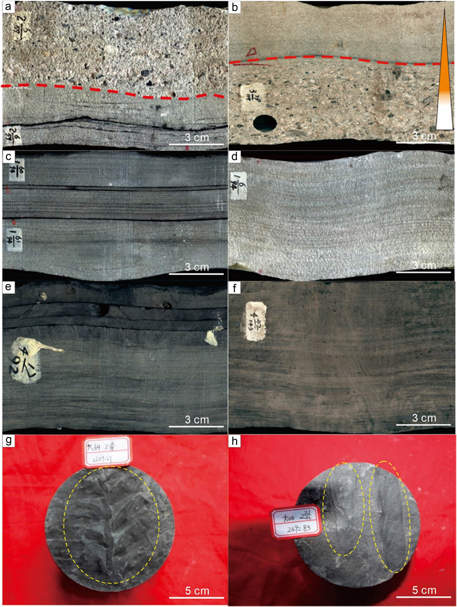 Figure 3 
                     Sedimentary structure characteristics of Shanxi Formation and Lower Shihezi Formation first member in the study area. (a) Scouring surface, Da 49 well, Shanxi Formation, 2-59-05-06. (b) Positive grain sequence, Da 42 well, Shanxi Formation, 3-115-79. (c) Parallel bedding, Da 49 well, Lower Shihezi Formation first member, 1-94-60-61. (d) Plate oblique bedding, Da 49 well, Lower Shihezi Formation first member, 1-94-06. (e) Sand grain bedding, Da 26 well, Lower Shihezi Formation first member, 4-92-17. (f) Lenticular bedding, Da 42 well, Shanxi Formation, 4-143-42. (g) Fossil plants, Da 64 well, Shanxi Formation, 2659.27 m. (h) Plant stem fragments, Da 100 well, Shanxi Formation, 2492.83 m.
                  