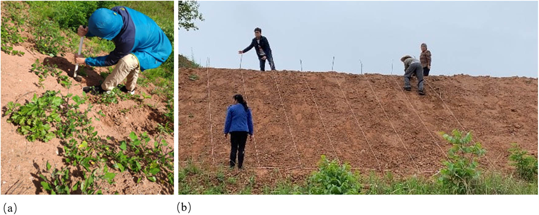 Figure 1 
                  Experimental field set up with real scenes. (a) Original slope appearance. (b) Test plots laid out in different areas.
               