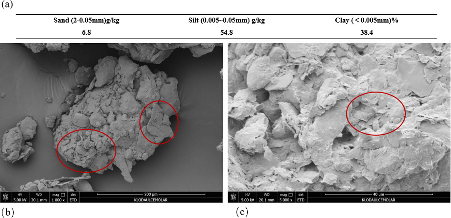 Figure 2 
                  Composition and microstructure of undisturbed soil particles. (a) Composition of undisturbed soil particles. (b) SEM image of undisturbed soil (200 µm). (c) SEM image of undisturbed soil (40 µm).
               