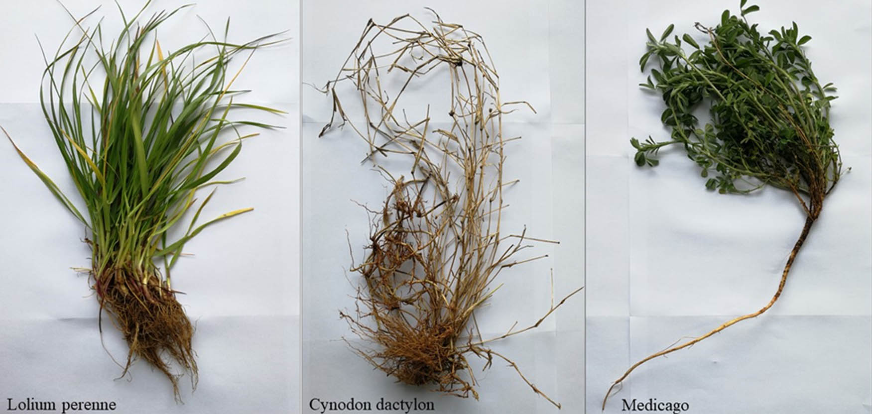 Figure 3 
                  Overall image of the root system of three herbaceous plants.
               
