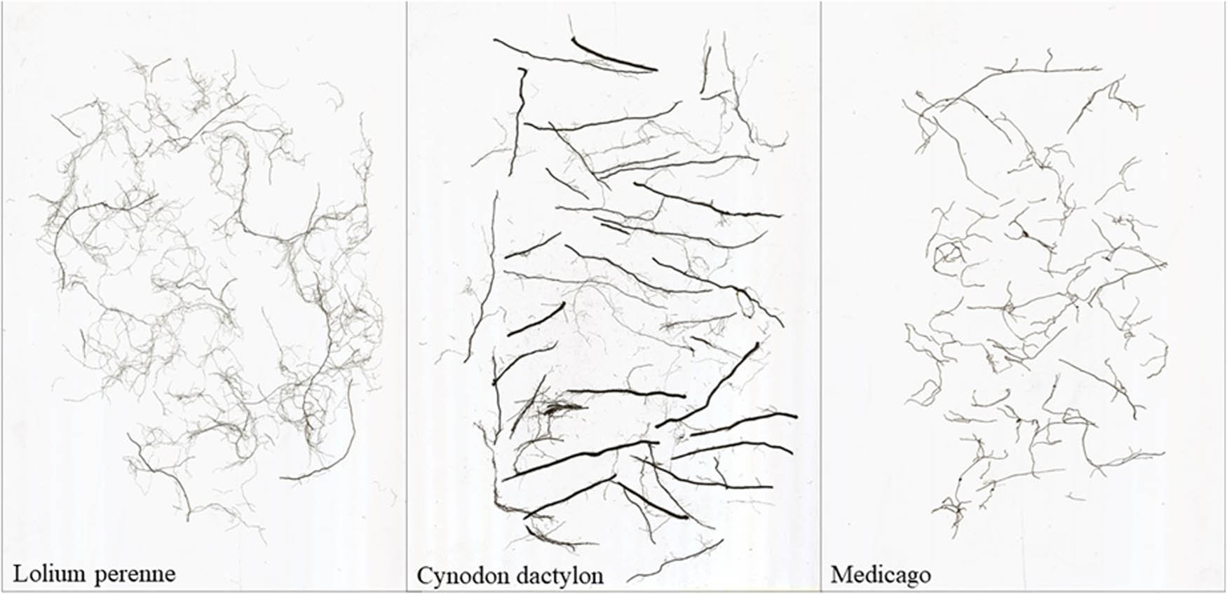Figure 4 
                  Scanned images of root systems of three herbaceous plants.
               