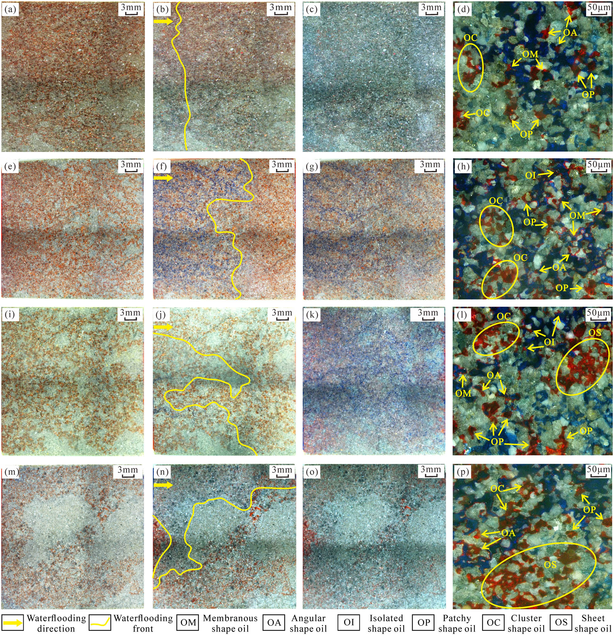 Figure 8 
                  Oil–water seepage paths and residual oil distribution characteristics corresponding to type I PTS (a–d), type II PTS (e–h), type III PTS (i–l), and type IV PTS (m–p).
               