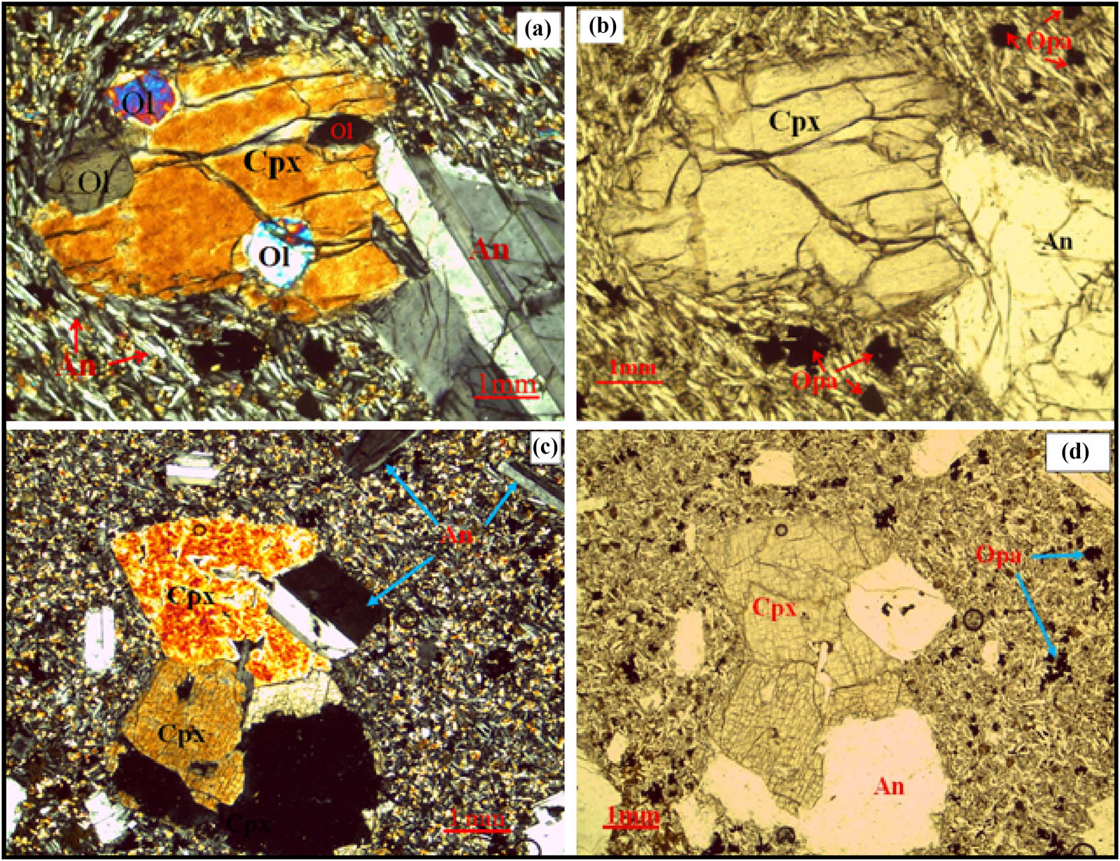 Figure 8 
                     Microphotograph of plagioclase-pyroxene phyric basalt under optical microscope, at 4× magnifications, in cross-polarized light (XPL) (a and c) and Plane-polarized light (PPL) (b and d) views. The labels of the identified minerals are as follows: Ol, olivine; Cpx, clinopyroxene; An, anorthite; and Opa, opaques. (a) The clusters of plagioclase and clinopyroxene phenocrysts are embedded in a glassy groundmass of the same mineral as phenocryst with some olivine and opaque (probably Fe–Ti oxides); anhedral olivine crystals are included in the subhedral clinopyroxene; the subhedral to euhedral Anorthite shows a polysynthetic twinning and zoning. (b) A groundmass of opaques embedded in the plagioclase and clinopyroxene phenocrysts. (c) Glomerophyric textured phenocrysts of plagioclase and clinopyroxene are in contact with one another and are embedded in a glassy groundmass of the same mineral as phenocryst with some olivine and opaque (probably Fe–Ti oxides). (d) Ground mass of opaque (probably Fe–Ti oxides) embedded the glomerophyric textured phenocrysts of plagioclase and clinopyroxene crystals.