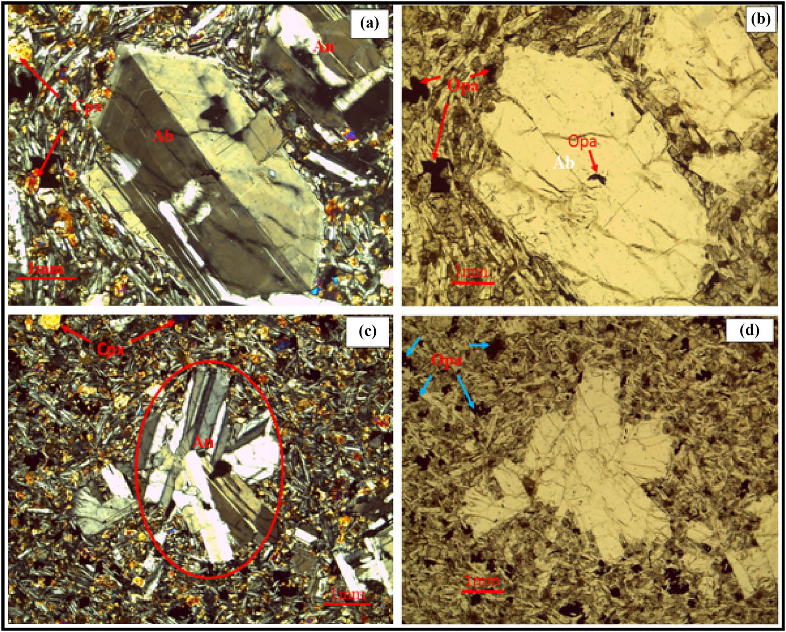 Figure 9 
                     Microphotograph of plagioclase phyric basalt under an optical microscope, at 4× magnifications, in XPL (a and c) and PPL (b and d) views. The labels of the identified minerals are as follows: Ab, albite; An, anorthite; Cpx, clinopyroxene; and Opa, opaques. (a) Phenocrysts of plagioclase crystals are embedded in a glassy groundmass of the same mineral as phenocryst with clinopyroxene and some opaque (probably Fe–Ti oxides); the subhedral to euhedral anorthite shows a polysynthetic twinning and zoning. (b) The inclusion of opaque (Fe–Ti oxides) in albite phenocrysts (resorption texture). (c) Glomerophyric textured phenocrysts of plagioclases are in contact with each other and are embedded in a glassy groundmass of the same mineral as phenocryst with some clinopyroxene and opaque (probably Fe–Ti oxides) groundmass. (d) Ground mass of opaque (probably Fe–Ti oxides) with clinopyroxene has embedded the glomerophyric textured phenocrysts of plagioclase crystals.