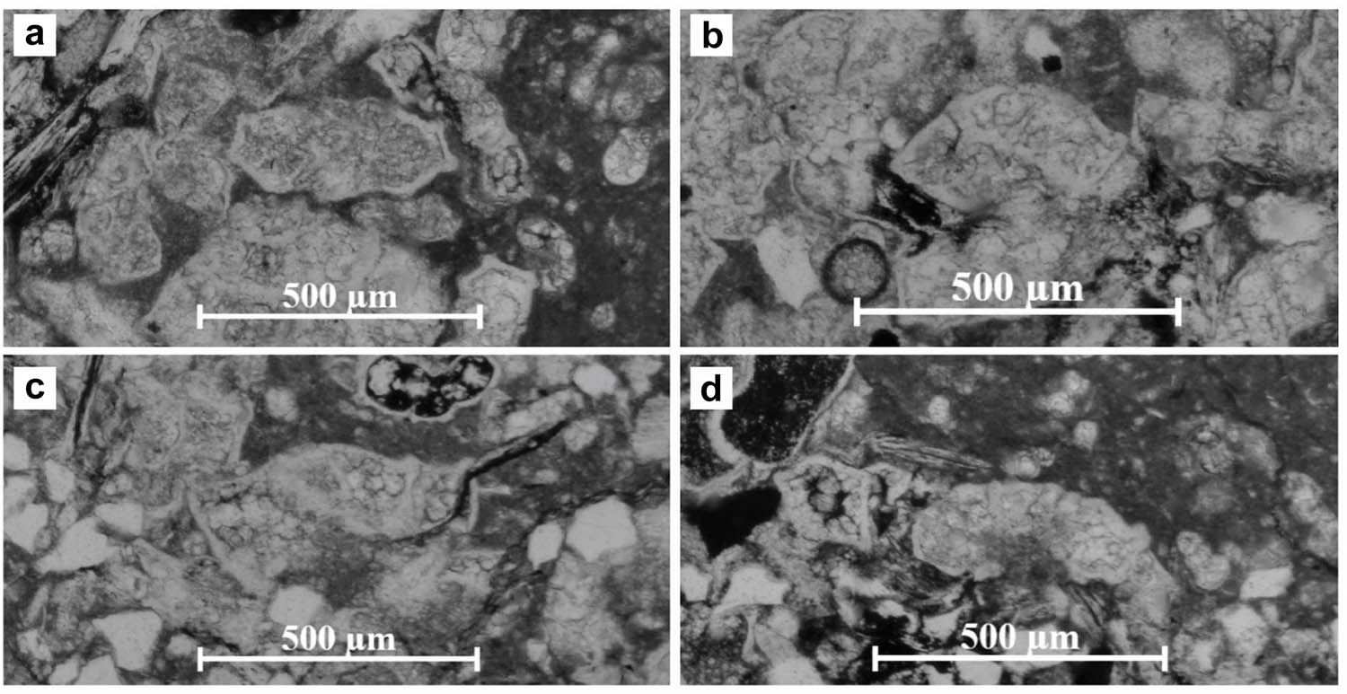 Figure 15
(a) G. lapparenti Brotzen; (b) M. sigali Reichel; (c) G. elevata Brotzen; and (d) G. bulloides Vogler from the foundation of Banjska Monastery.