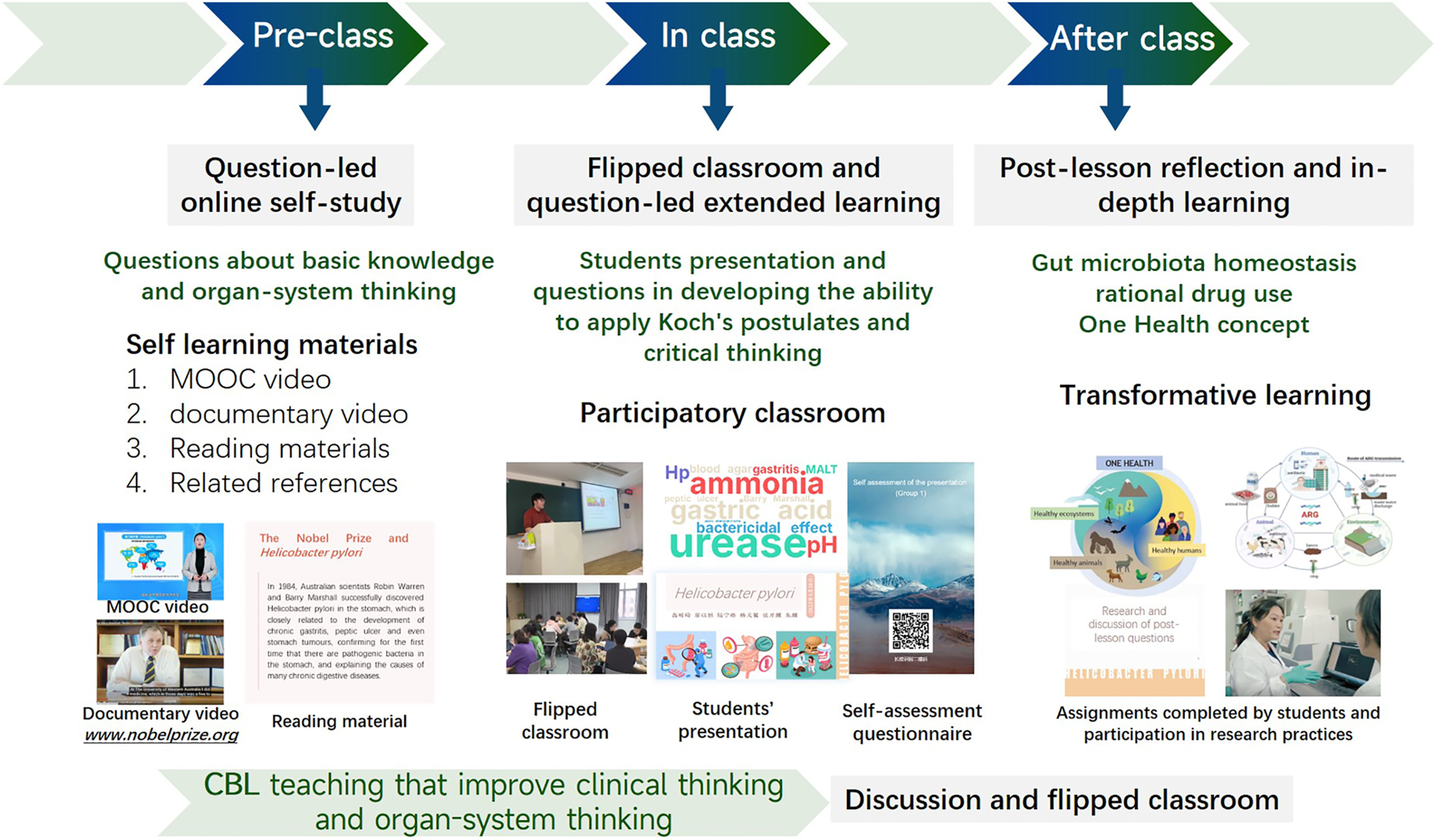 Figure 4: 
Teaching model of Helicobacter pylori. The teaching process is divided into three distinct phases: pre-class, in-class, and after-class. Pre-class: students engage in question-led online self-learning; in-class: the flipped classroom approach is employed, with students engaged in question-led extended learning; after-class: students engage in deep learning and receive reflection. Throughout the process, multiple teaching activities are applied, and CBL is integrated to develop clinical and systems thinking. CBL, case-based learning; MOOC, massive open online course.