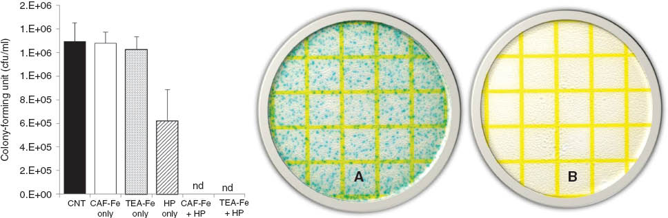 Figure 7 Effect of 10 mm hydrogen peroxide (HP) and TEA-Fe (1 mm Fe) and CAF-Fe (1 mm Fe) with 10 mm HP on disinfection of Escherichia coli ATCC11229. The picture shows 3 M Petrifilms of (A) 10 mm HP and (B) 10 mm of HP with the ‘green’ TEA-Fe catalyst treatments, respectively. E.coli coliforms are blue colonies. nd means not determined.