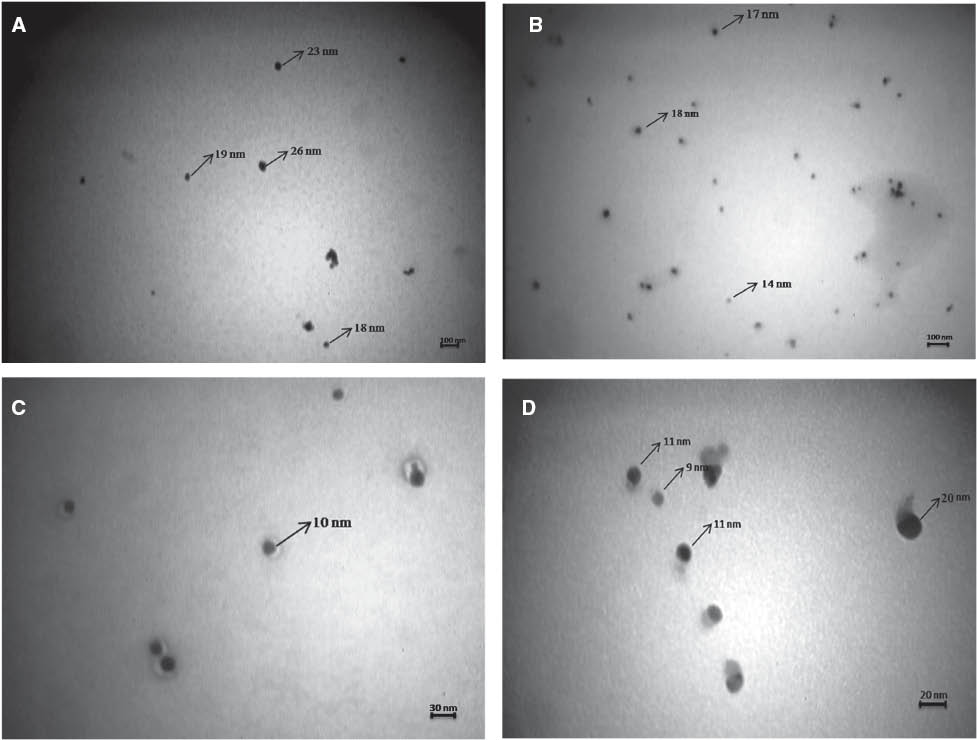 Figure 4 Transmission electron microscopy (TEM) micrographs recorded from a drop-coated film of an aqueous solution of Ag+ ions incubated with freshly cultured S. boulardii (after 5 h biotransformation). Magnifications are: (A) 16,000, (B) 20,000, (C) 63,000 and (D) 100,000.