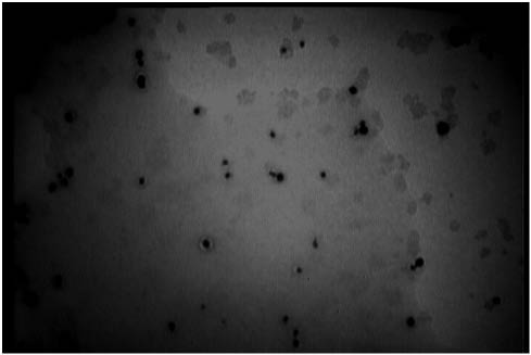 Figure 5 Transmission electron microscopy (TEM) micrograph recorded from a drop-coated film of an aqueous solution of Ag+ ions incubated with freshly cultured S. boulardii (after 5 h biotransformation).