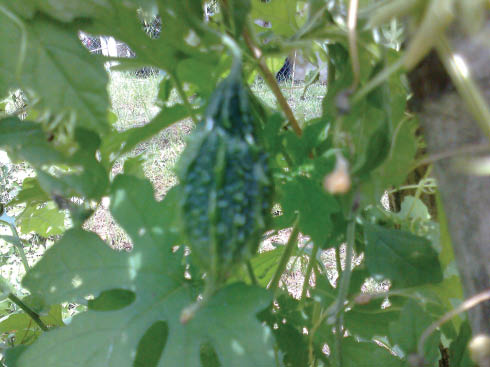 Figure 1: Photograph of M. charantia fruit used in this study.