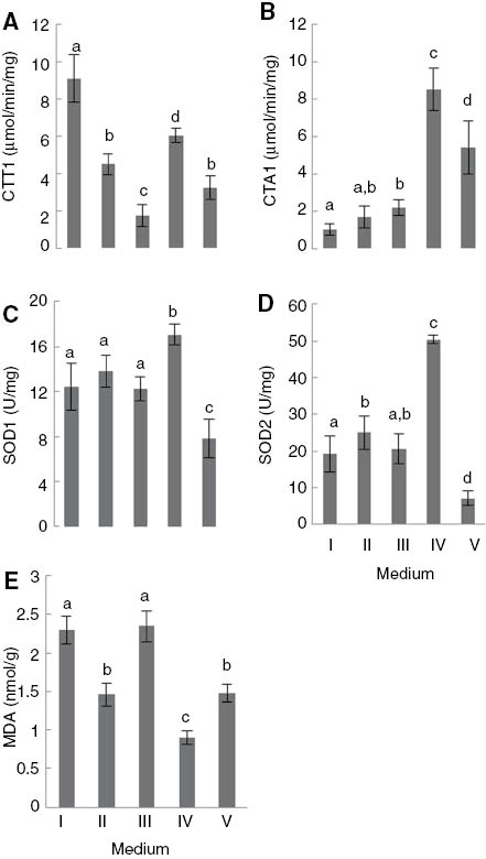 Figure 3: (A) CTT1, (B) CTA1, (C) SOD1, (D) SOD2 activity and (E) MDA level of Saccharomyces cerevisiae UE-ME3 grown in I- YEPG medium, II- YEPGD medium, III- YEPGD medium and 5 μg/ml TiO2-NP add at 100 min, IV-YEPGD medium with heat shock (28/40°C) at 100 min,V-YEPGD medium and 5 μg/ml TiO2-NP with heat shock (28/40°C) at 100 min. The results represent the mean of five independent experiments±standard deviation. The bars marked with different letters (a–d) are significantly different, in accordance with the Duncan test (p<0.01).