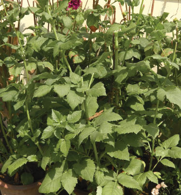 Figure 1: Dahlia pinnata leaves.