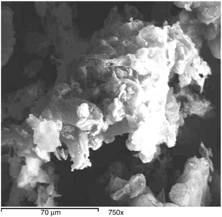 Figure 2: Scanning electron microscopy (SEM) of Ziziphus spina-christi L. (ZscL).